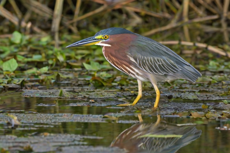 green heron