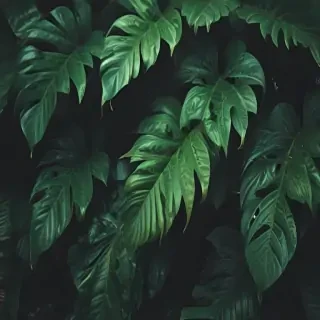 plant wallpaper iphone