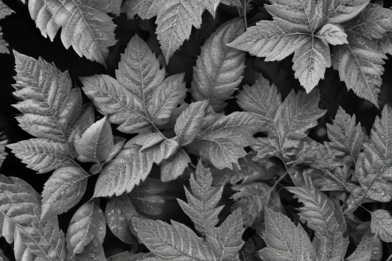 leaves black and white