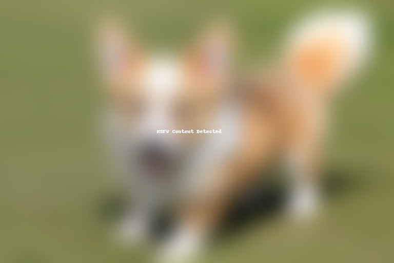 corgi inu dog breed