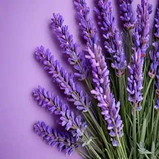 lavender wallpaper