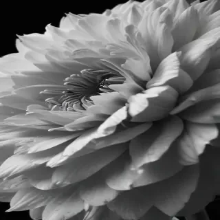 black and white flower