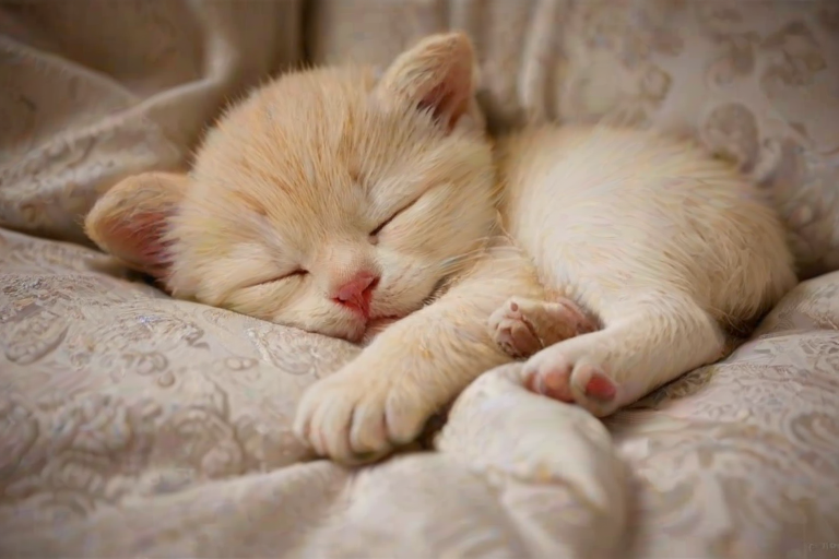 sleeping wallpaper