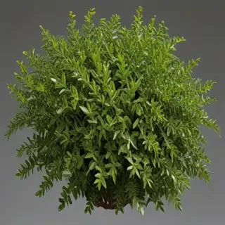 shrub png