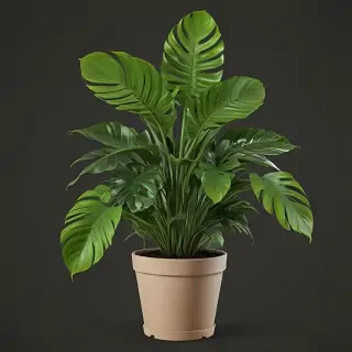 house plant png