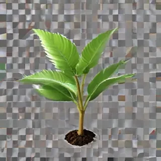 plant transparent