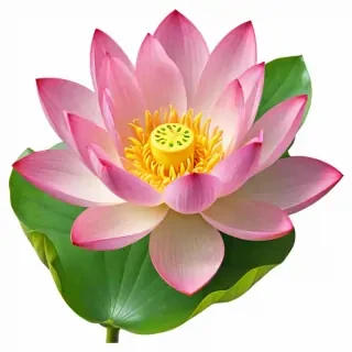 lotus png