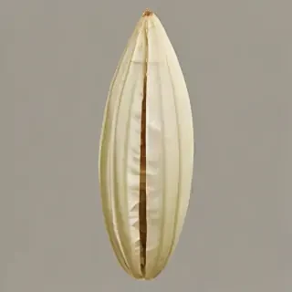 butterfly cocoon png
