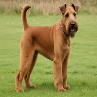 irish terrier
