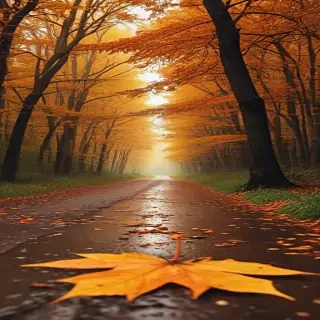 autumn wallpaper phone