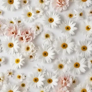flowers white background