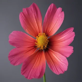 cosmos flower