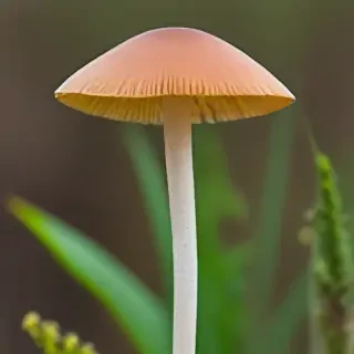 thin stemmed mushroom