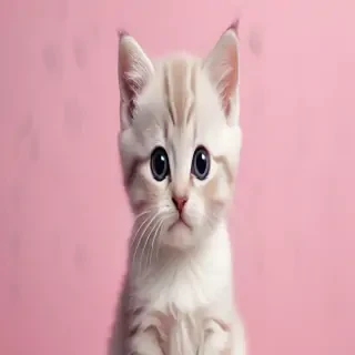 cute wallpaper cat