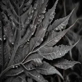 leaf images black and white