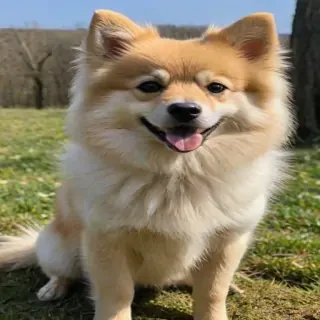 spitz dog