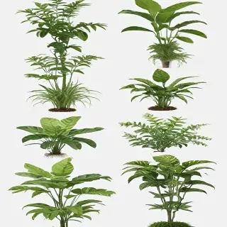plants transparent background
