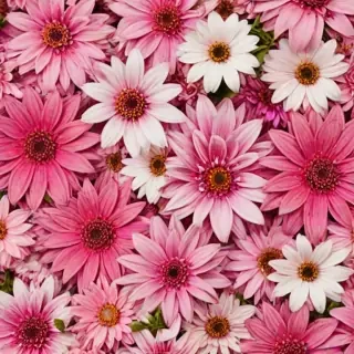 iphone background flowers