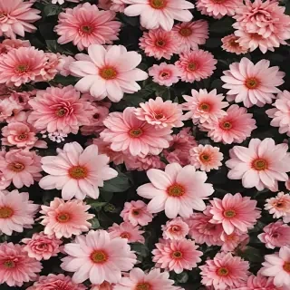 aesthetic flower wallpaper