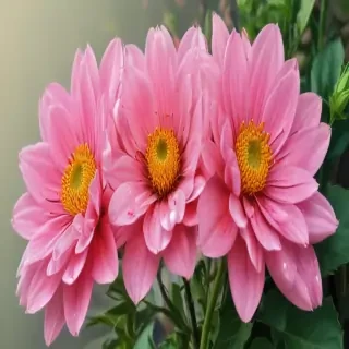 flower pictures to draw