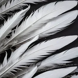 feather background
