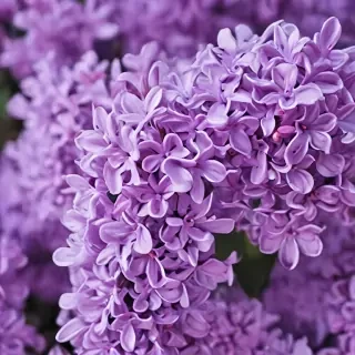 lilac wallpaper iphone