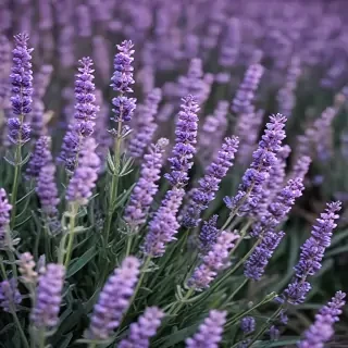 lavender iphone wallpaper