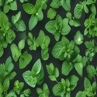 mint background