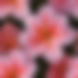 azalea flower