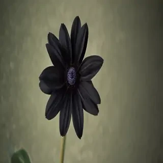black flower