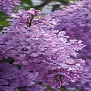 lilac aesthetic