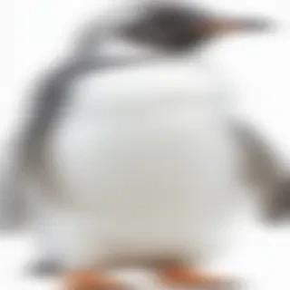 penguin png