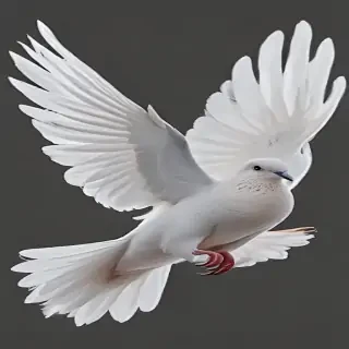 dove png
