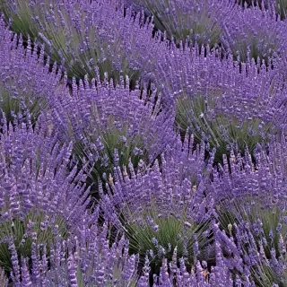 lavender wallpaper