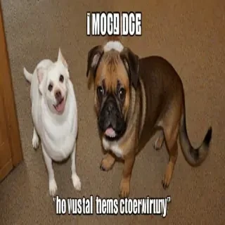funny pictures