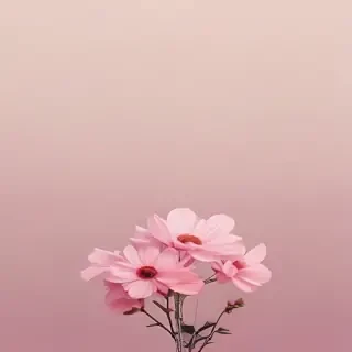 aesthetic simple wallpaper