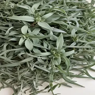 aesthetic sage green