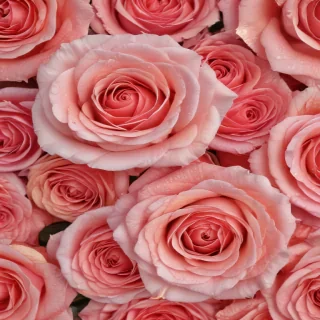 rose background