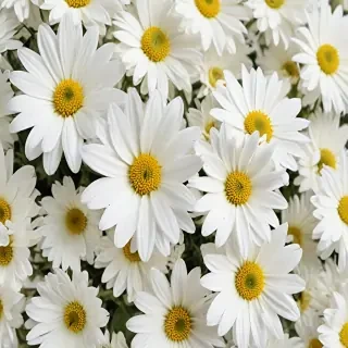 white flowers on white background