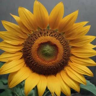 aesthetic sunflower