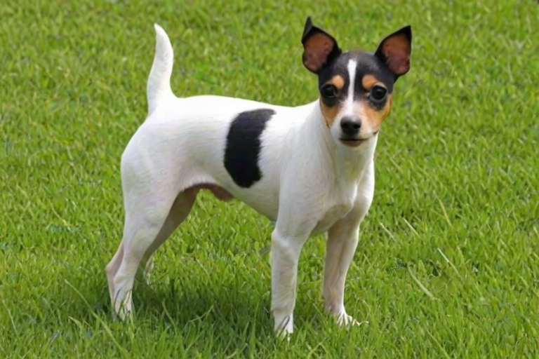 toy fox terrier