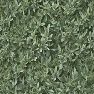 aesthetic sage green