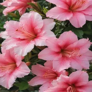 azalea flower