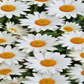 daisy flower wallpaper