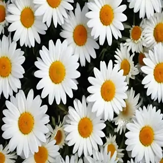daisy wallpaper iphone