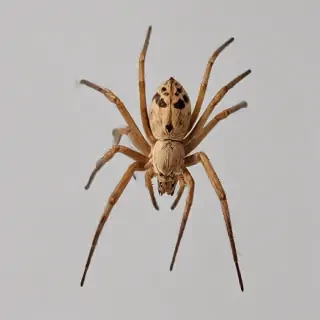 spider png