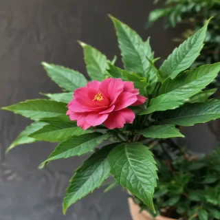 plant iphone wallpaper