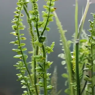 transparent plants
