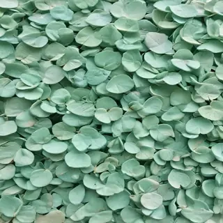 mint green aesthetic