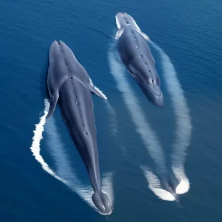 blue whale png